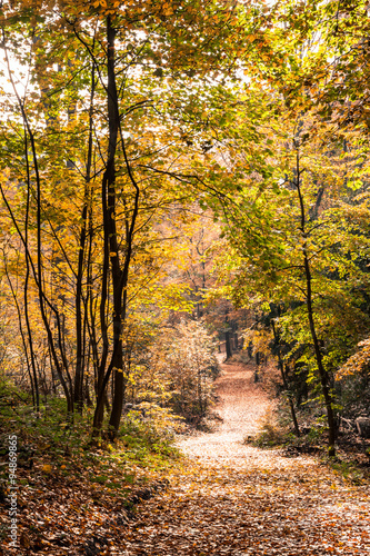 Herbst Wald Bäume