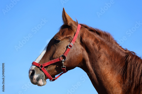 Side view head shot of a beautiful young chestnut mare © acceptfoto