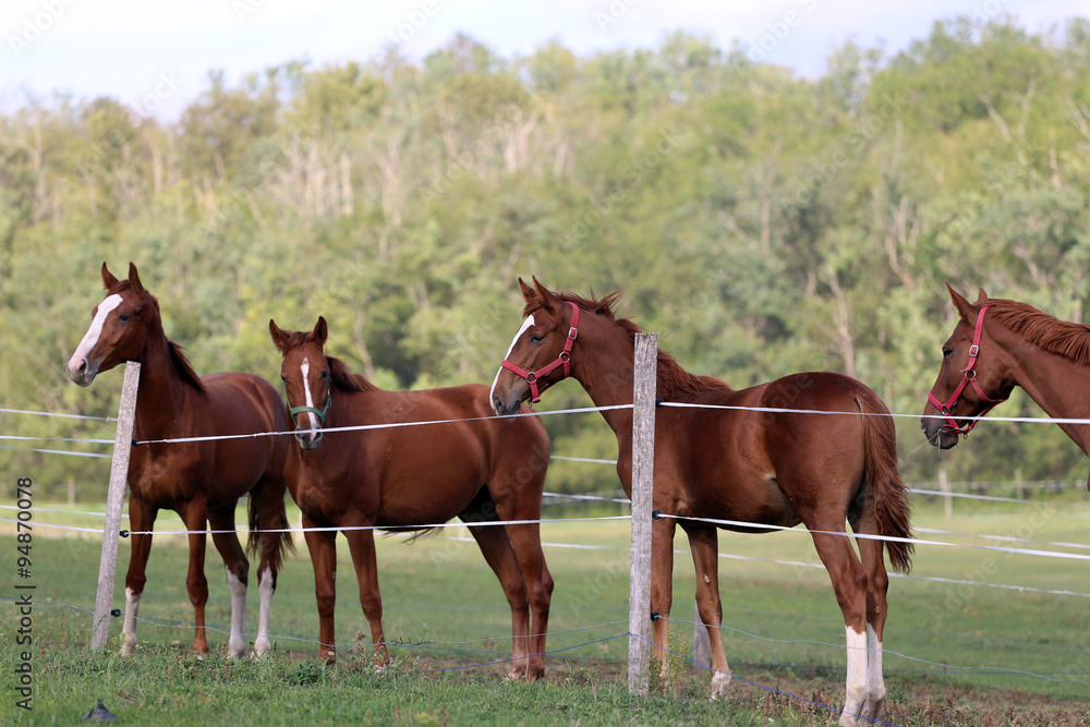 Herd of purebred chestnut horses grazing on meadow Herd of purebred chestnut horses grazing on meadow