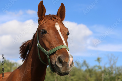 Head shot of a beautiful young chestnut mare