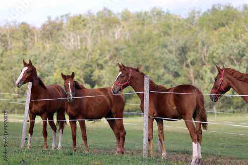 Herd of purebred chestnut horses grazing on meadow