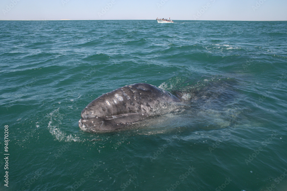 Naklejka premium Inquisitive baby whale approaching a small boat