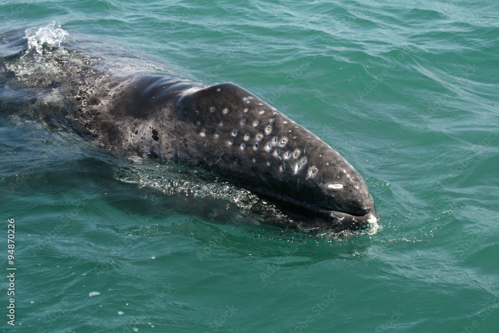 Fototapeta premium Inquisitive baby whale approaching a small boat