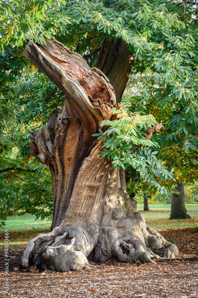 Ancient tree at London Greenwich park in autumn