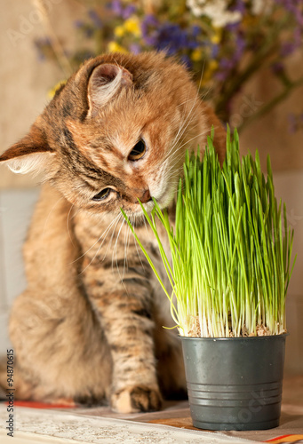 Cat eats green grass