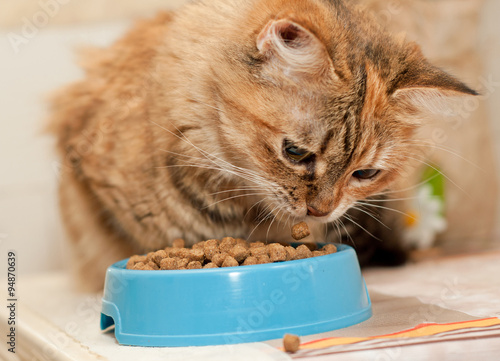 Cat eats dry cat food