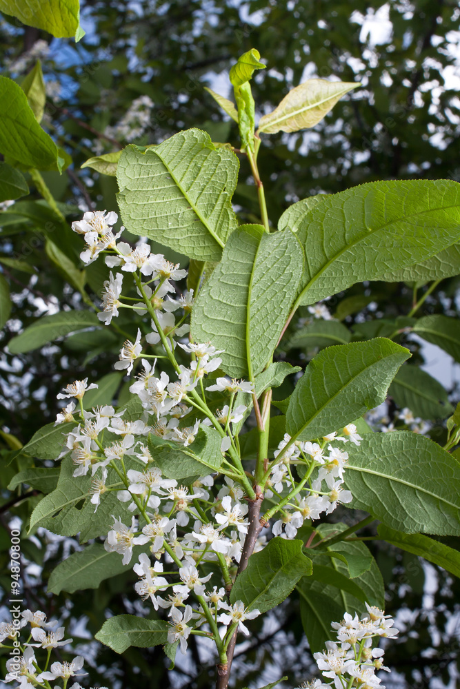 Obraz premium flowers of bird-cherry tree