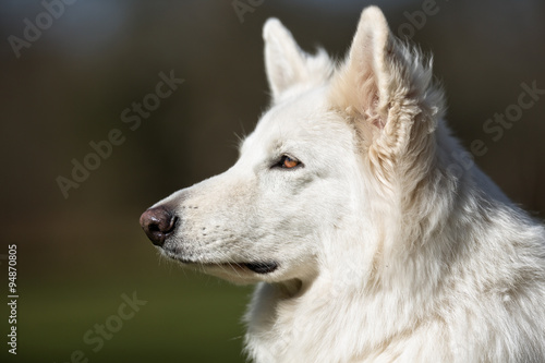 Samoyed dog outdoors in nature