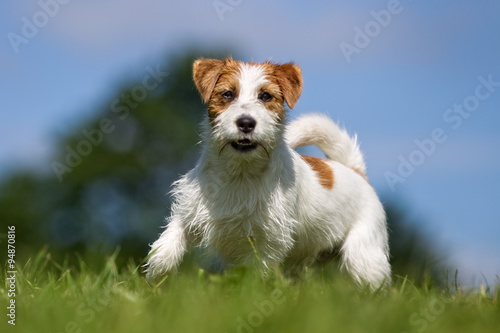 Jack Russell Terrier dog outdoors on grass