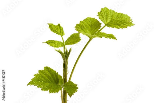 top of branch young raspberries on the white background