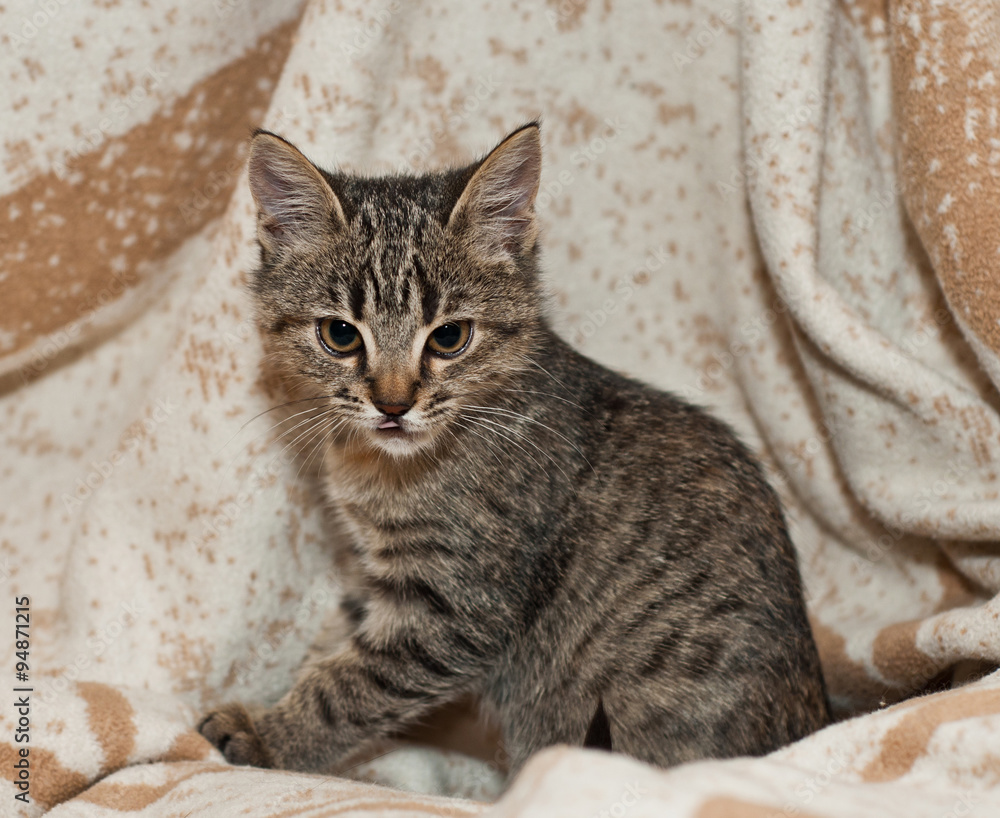 Fototapeta premium Funny Kitten