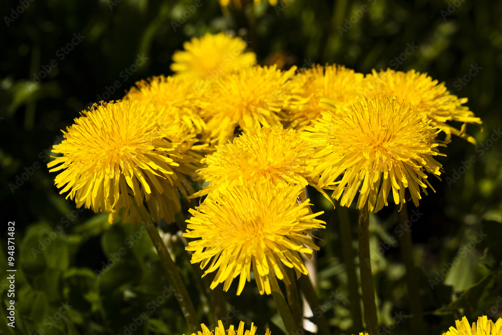 Fototapeta premium yellow dandelion flowers
