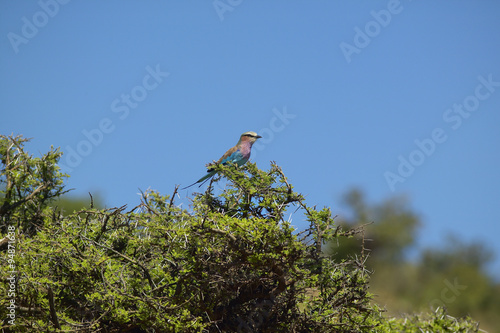 Multi-colored bird singing on tree in Kenya, Africa on the Lewa Conservancy © spiritofamerica