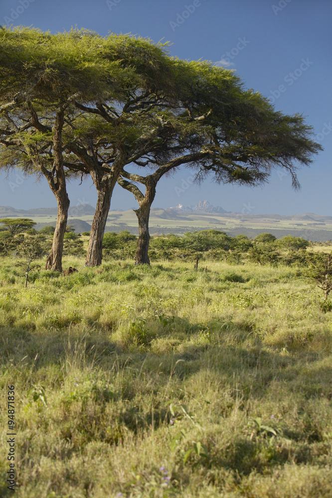 Mount Kenya and Acacia Trees at Lewa Conservancy, Kenya, Africa Mount Kenya and Acacia Trees at Lewa Conservancy, Kenya, Africa