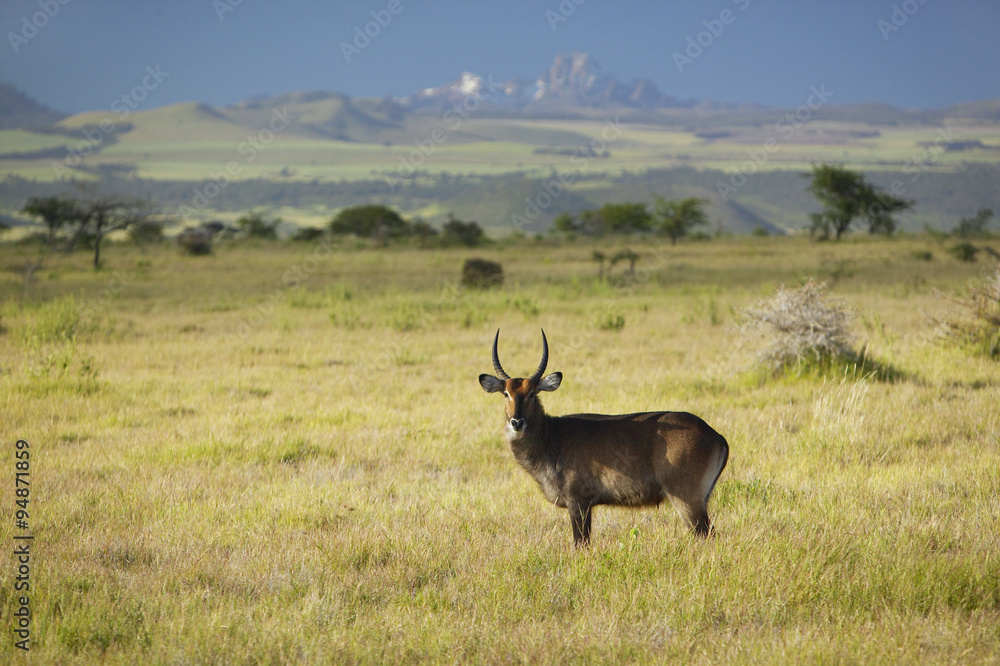 Waterbucks with antlers looking into camera with Mount Kenya in background, Lewa Conservancy, Kenya, Africa Waterbucks with antlers looking into camera with Mount Kenya in background, Lewa Conservancy, Kenya, Africa