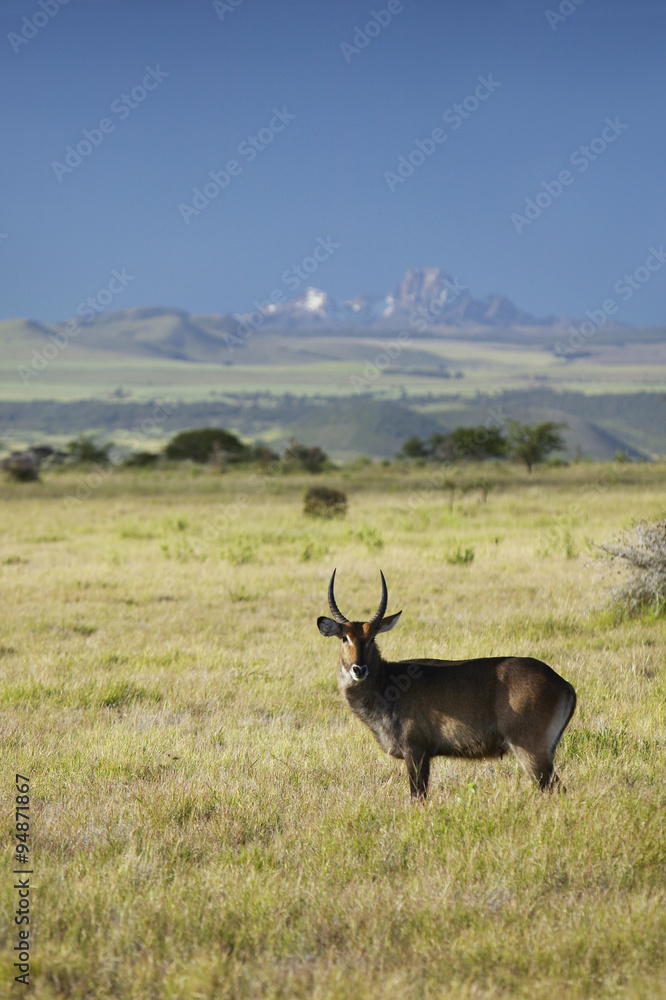 Fototapeta premium Waterbucks with antlers looking into camera with Mount Kenya in background, Lewa Conservancy, Kenya, Africa