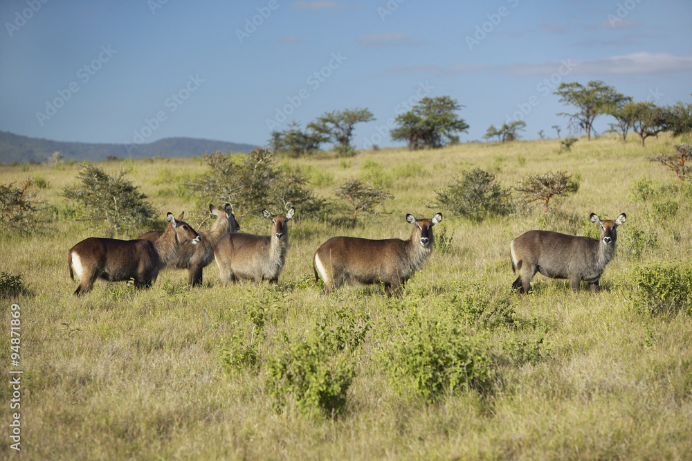 Group of waterbucks looking into camera with Mount Kenya in background, Lewa Conservancy, Kenya, Africa Group of waterbucks looking into camera with Mount Kenya in background, Lewa Conservancy, Kenya, Africa
