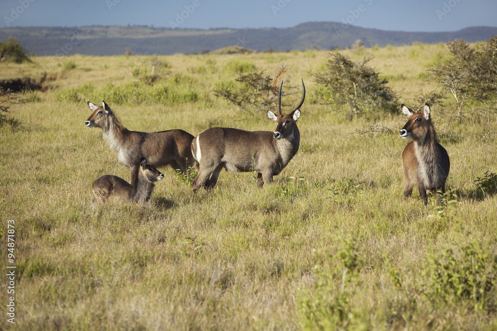 Group of waterbucks looking into camera with Mount Kenya in background, Lewa Conservancy, Kenya, Africa Group of waterbucks looking into camera with Mount Kenya in background, Lewa Conservancy, Kenya, Africa