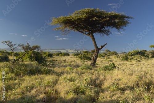 Mount Kenya and lone Acacia Tree at Lewa Conservancy  Kenya  Africa