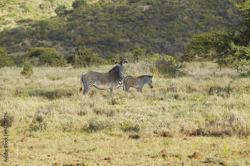 Fototapeta Naklejka Na Ścianę i Meble -  Endangered Grevy's Zebra and Impala in Lewa Conservancy, Kenya, Africa