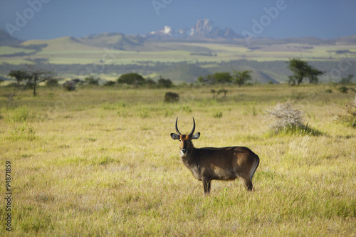 Waterbucks with antlers looking into camera with Mount Kenya in background, Lewa Conservancy, Kenya, Africa
