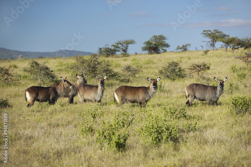 Group of waterbucks looking into camera with Mount Kenya in background, Lewa Conservancy, Kenya, Africa