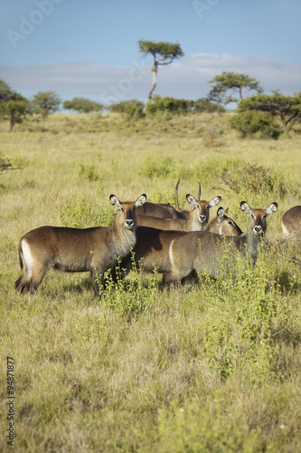 Group of waterbucks looking into camera, Lewa Conservancy, Kenya, Africa
