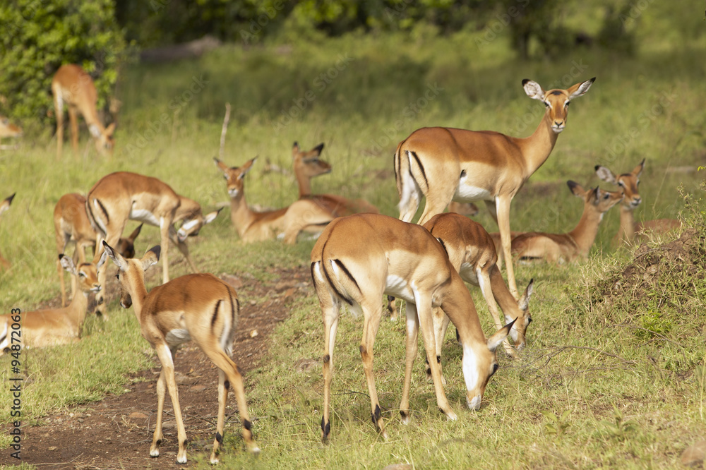 Impala at Masai Mara near Little Governor's camp in Kenya, Africa