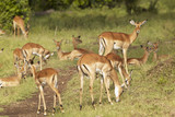 Impala at Masai Mara near Little Governor's camp in Kenya, Africa