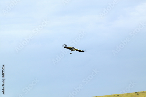 Crowned crane flying at Masai Mara near Little Governor's camp in Kenya, Africa
