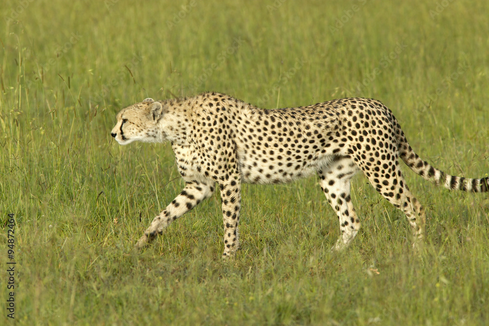 Fototapeta premium Cheetah stalking and walking through high grasslands of Masai Mara near Little Governor's camp in Kenya, Africa