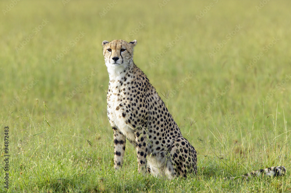 Cheetah stalking through high grasslands of Masai Mara near Little Governor's camp in Kenya, Africa Cheetah stalking through high grasslands of Masai Mara near Little Governor's camp in Kenya, Africa