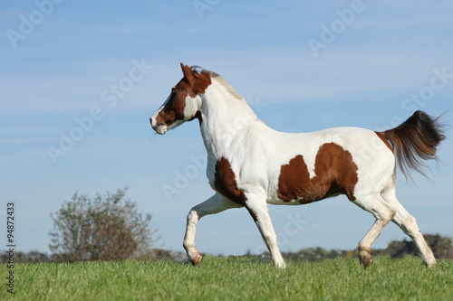 Pony (Schecke) im Trab auf der Wiese