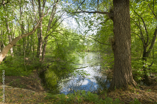 Woods and water