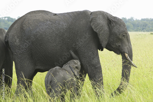 African Elephants and baby in grasslands of Lewa Conservancy  Kenya  Africa