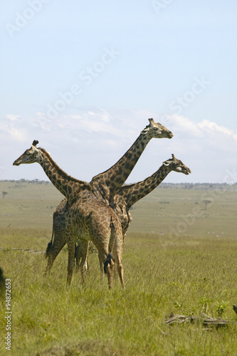 Giraffes in grasslands of Masai Mara near Little Governor s camp in Kenya  Africa