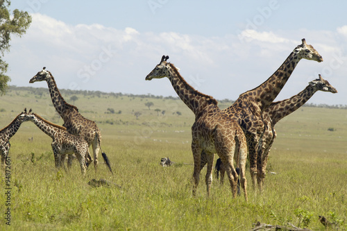 Giraffes in grasslands of Masai Mara near Little Governor s camp in Kenya  Africa