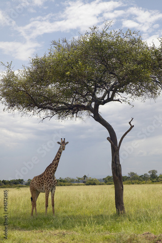 Giraffe and Acacia Tree in grasslands of Masai Mara near Little Governor s camp in Kenya  Africa