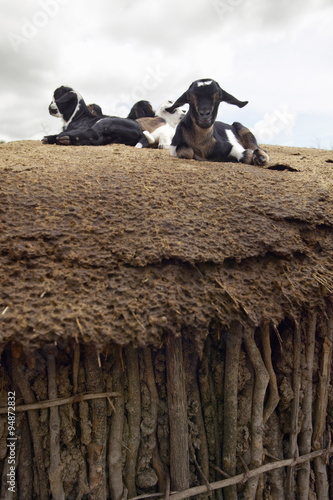 Goats on roof in village near Tsavo National Park, Kenya, Africa photo