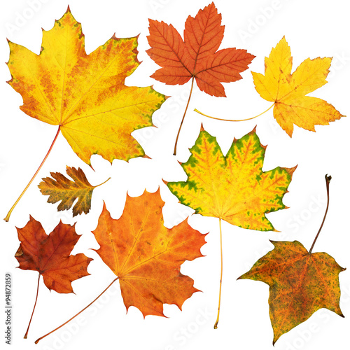 autumn maple leaves collection  object set isolated on white