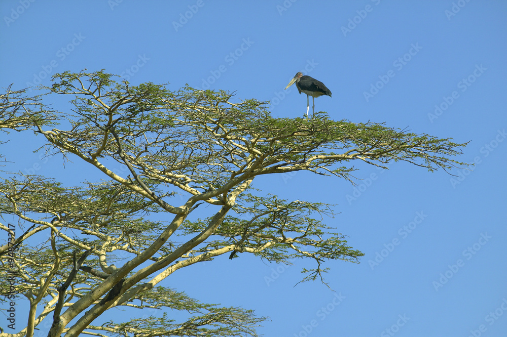 Bird in tree in Nairobi National Park, Nairobi, Kenya, Africa