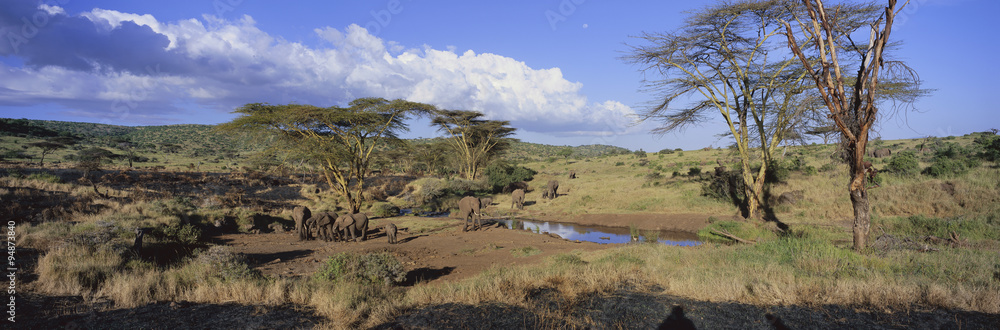 Panoramic view of African Elephants at watering hole in afternoon light in Lewa Conservancy, Kenya, Africa
