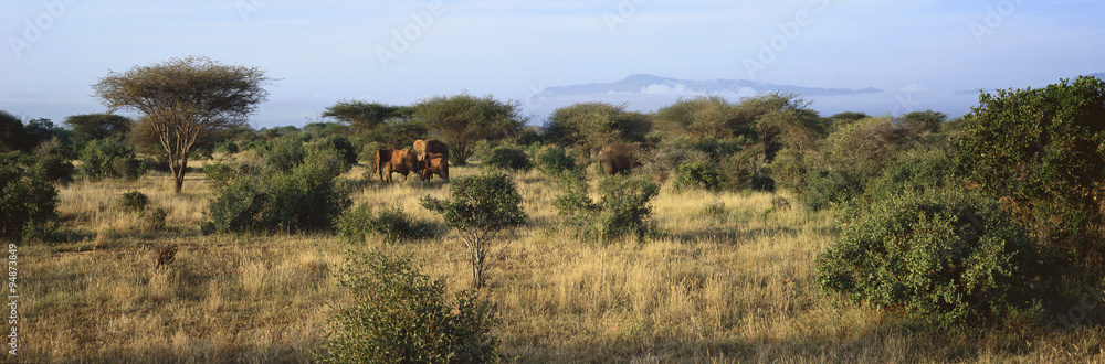 Panoramic view of African Elephants in afternoon light in Lewa Conservancy, Kenya, Africa Panoramic view of African Elephants in afternoon light in Lewa Conservancy, Kenya, Africa