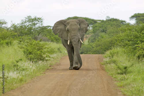 Male elephant with Ivory tusks walking down road through Umfolozi Game Reserve, South Africa, established in 1897 photo