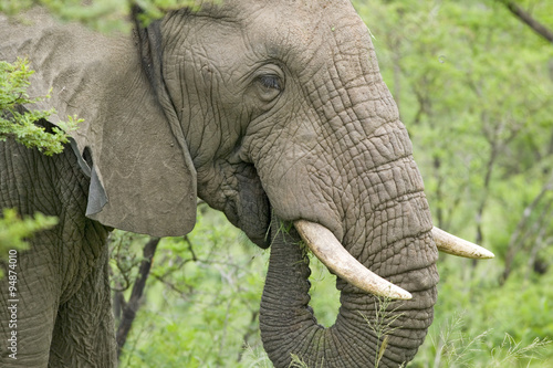Male elephant with Ivory tusks eating brush in Umfolozi Game Reserve, South Africa, established in 1897 photo
