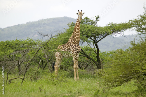 Giraffe looking into camera in Umfolozi Game Reserve  South Africa  established in 1897