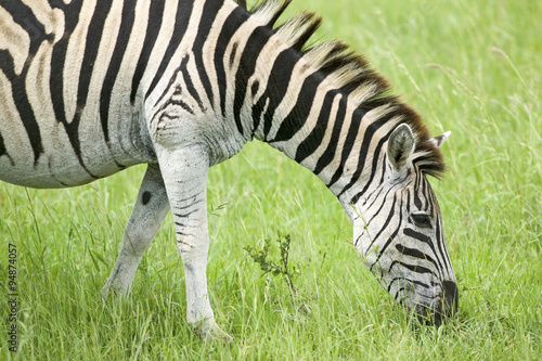 Zebra grazing on grass in Umfolozi Game Reserve, South Africa, established in 1897 photo