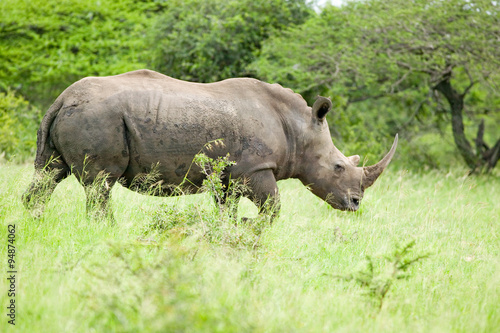 White Rhino walking through brush in Umfolozi Game Reserve, South Africa, established in 1897