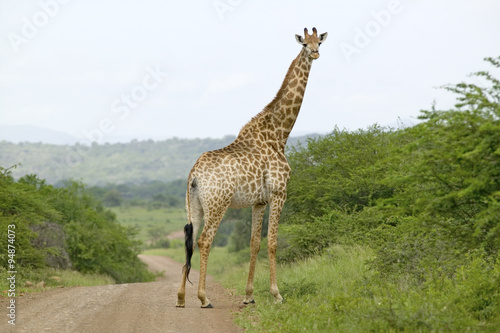 Giraffe on dusty road looking into camera in Umfolozi Game Reserve, South Africa, established in 1897