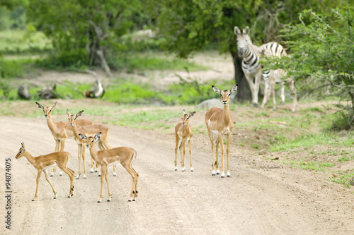 Impala and Zebra on dusty road in Umfolozi Game Reserve, South Africa, established in 1897 photo